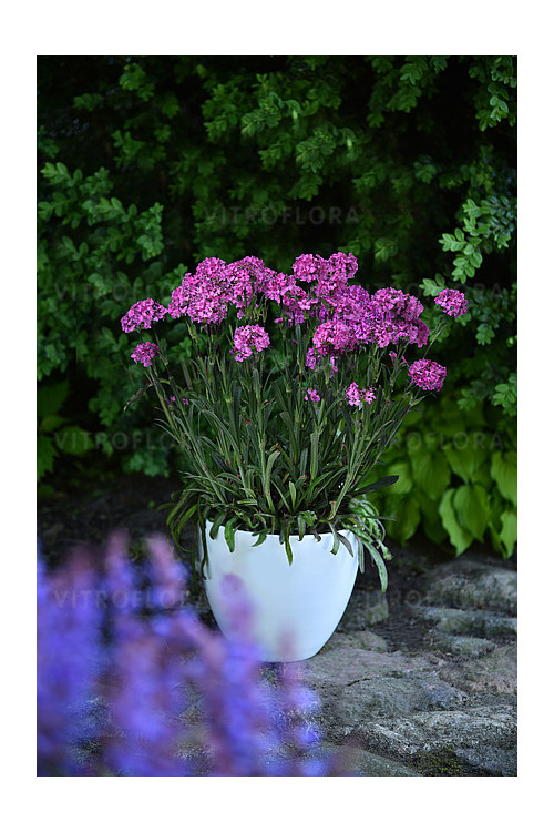 Firletka 'Cherry Bubbles' | Lychnis
