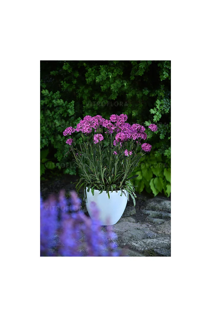 Firletka 'Cherry Bubbles' | Lychnis