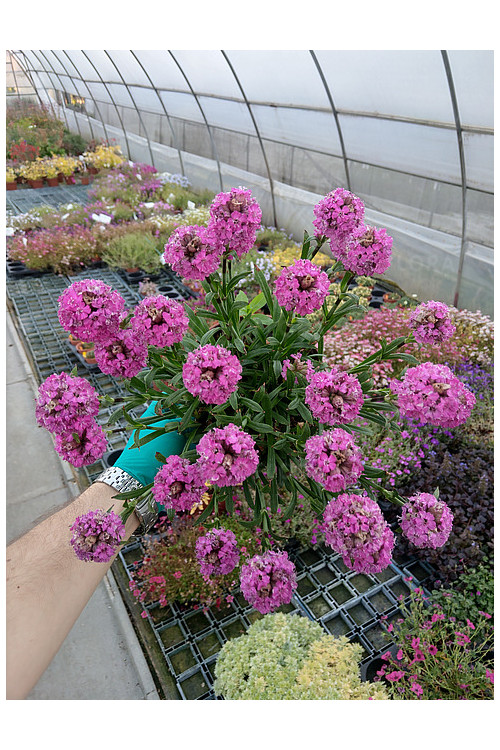 Firletka 'Cherry Bubbles' | Lychnis