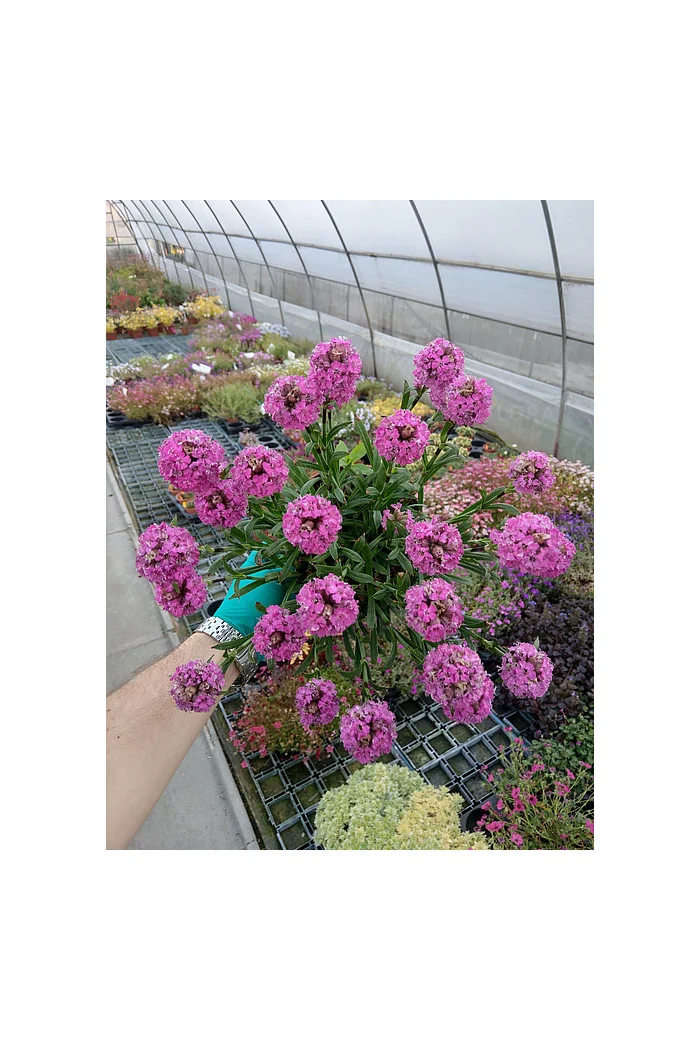 Firletka 'Cherry Bubbles' | Lychnis