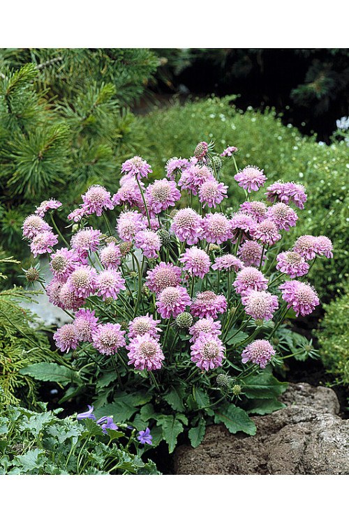 Driakiew japońska 'Pink Diamonds' | Scabiosa japonica