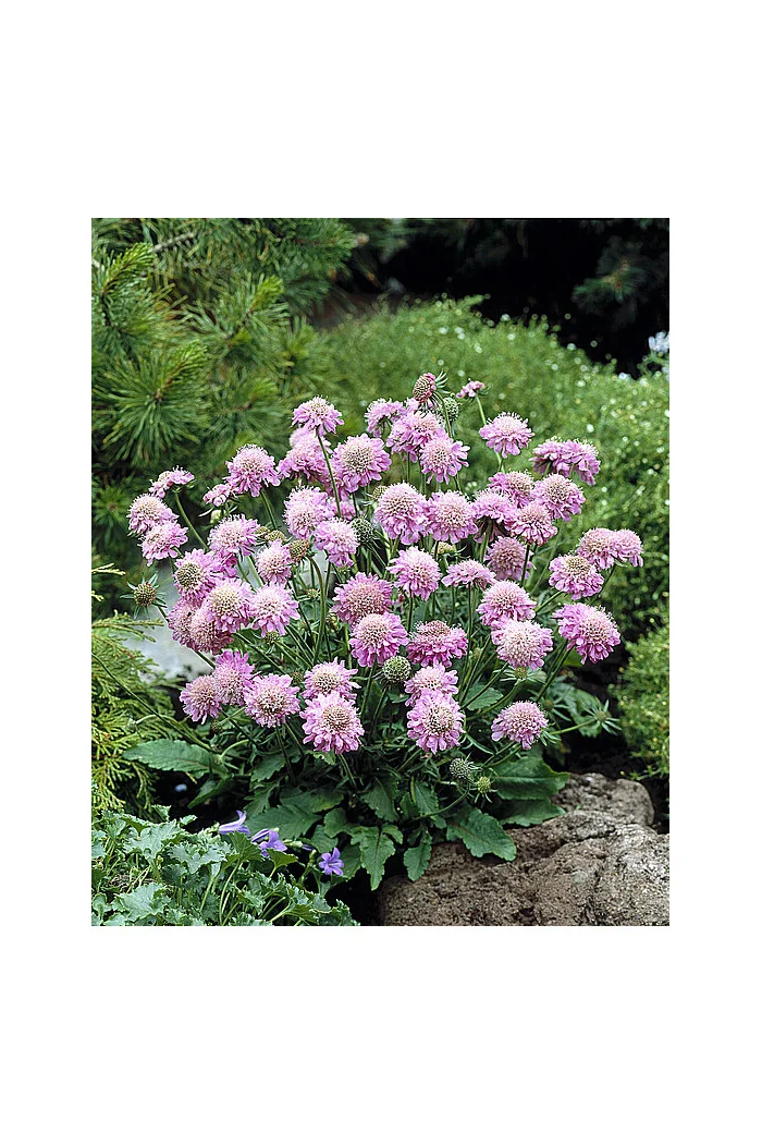 Driakiew japońska 'Pink Diamonds' | Scabiosa japonica