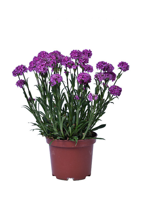 Firletka 'Cherry Bubbles' | Lychnis