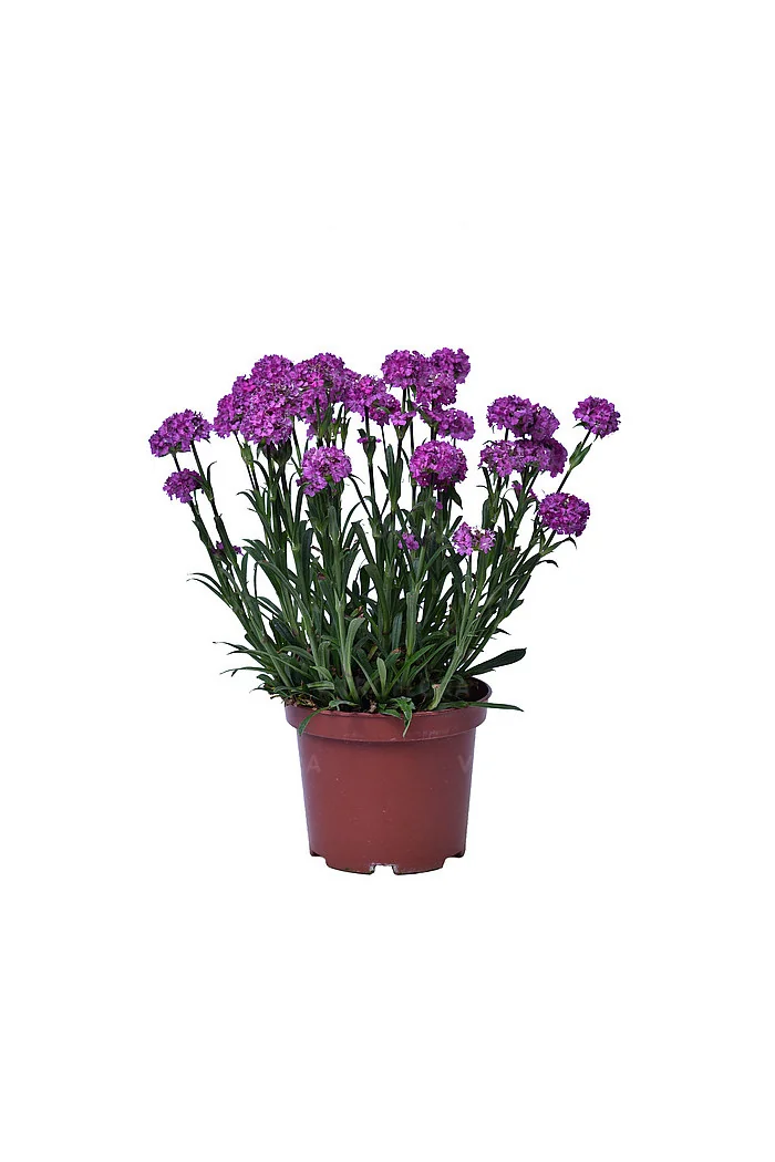 Firletka 'Cherry Bubbles' | Lychnis