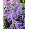 Kocimiętka wielokwiatowa ‘Summer Magic’ | Nepeta grandiflora
