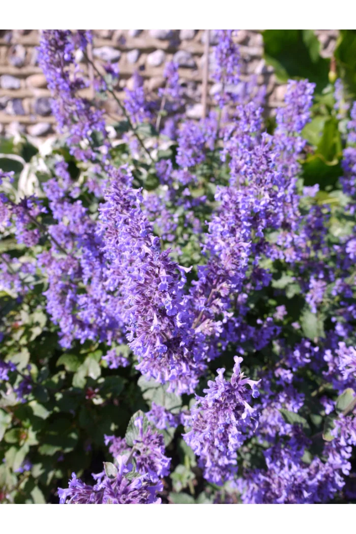 Kocimiętka wielokwiatowa ‘Summer Magic’ | Nepeta grandiflora