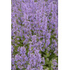 Kocimiętka wielokwiatowa ‘Summer Magic’ | Nepeta grandiflora
