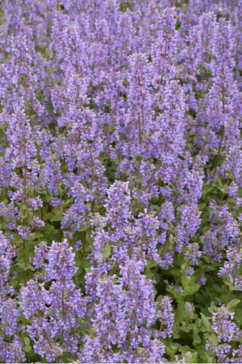 Kocimiętka wielokwiatowa ‘Summer Magic’ | Nepeta grandiflora