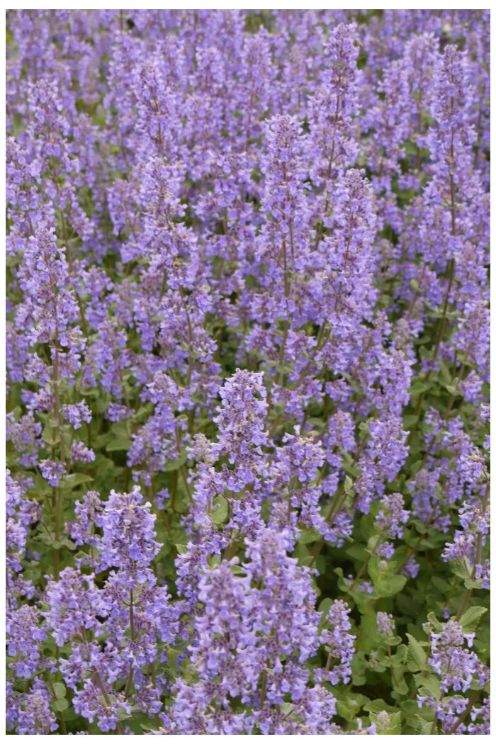 Kocimiętka wielokwiatowa ‘Summer Magic’ | Nepeta grandiflora