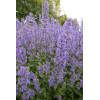 Kocimiętka wielokwiatowa ‘Summer Magic’ | Nepeta grandiflora