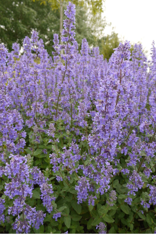 Kocimiętka wielokwiatowa ‘Summer Magic’ | Nepeta grandiflora