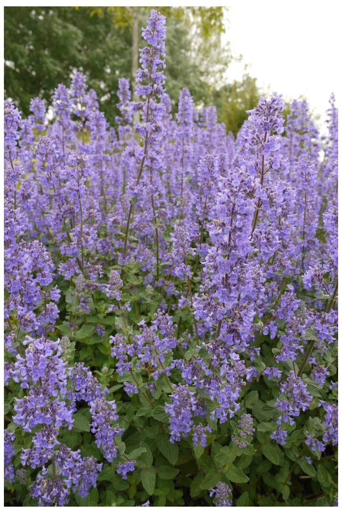 Kocimiętka wielokwiatowa ‘Summer Magic’ | Nepeta grandiflora
