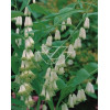 Kokoryczka wonna | Polygonatum odoratum