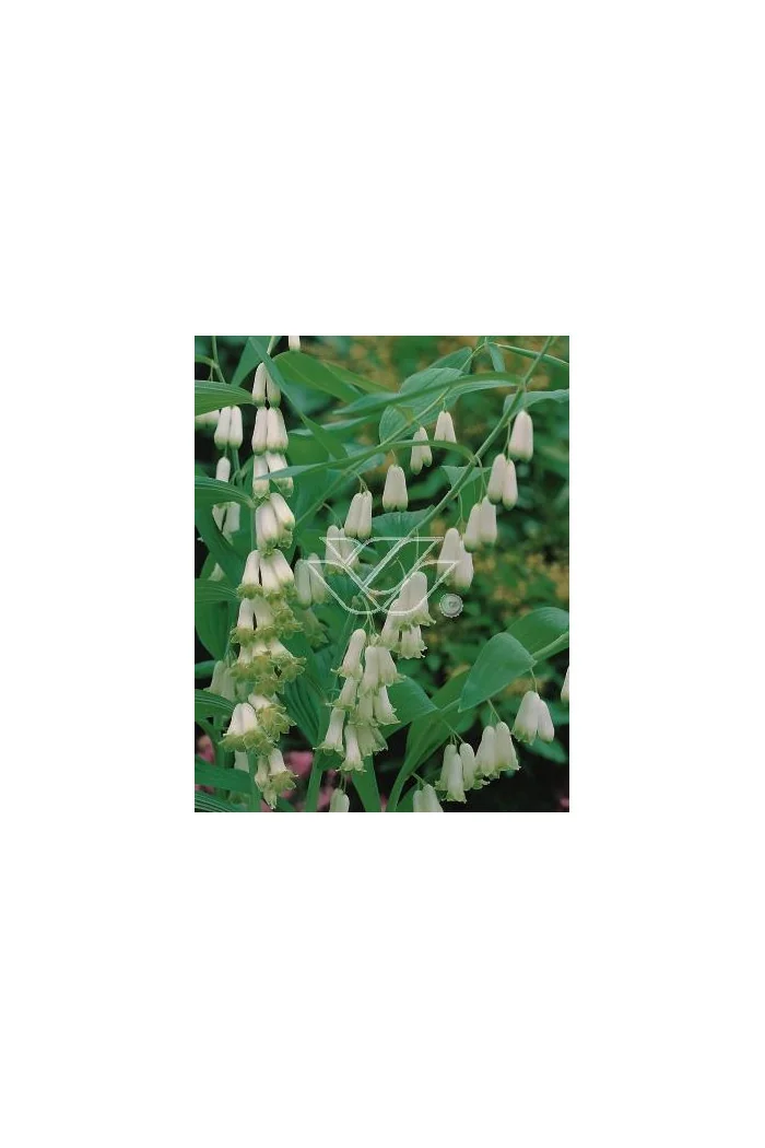 Kokoryczka wonna | Polygonatum odoratum