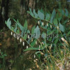 Kokoryczka wonna | Polygonatum odoratum