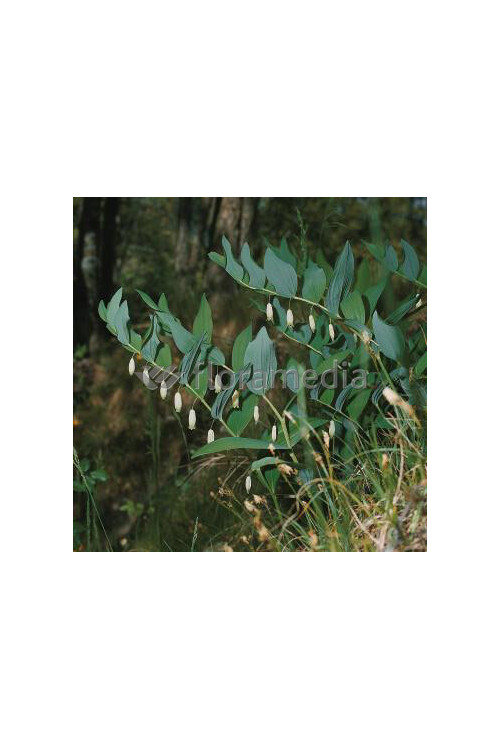 Kokoryczka wonna | Polygonatum odoratum
