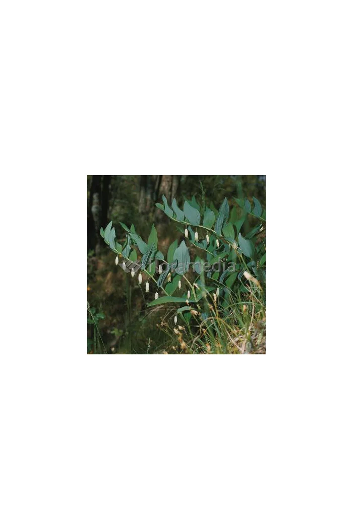 Kokoryczka wonna | Polygonatum odoratum