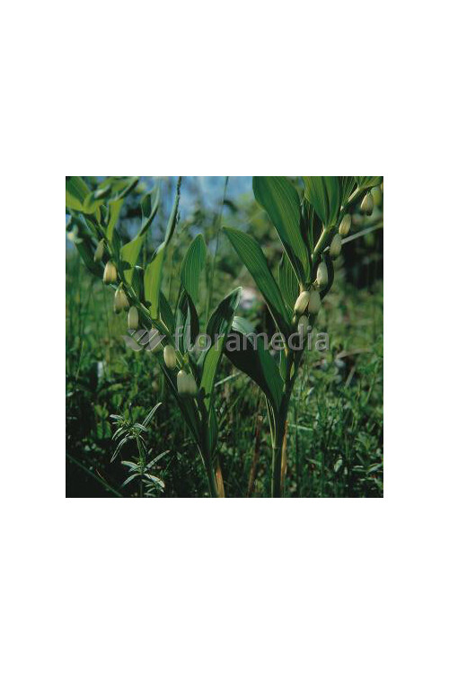 Kokoryczka wonna | Polygonatum odoratum