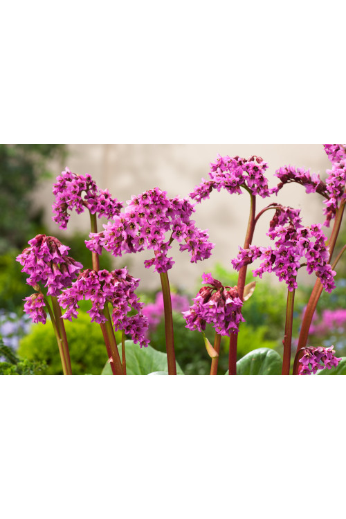 Bergenia sercolistna 'Rotblum' | Bergenia cordifolia