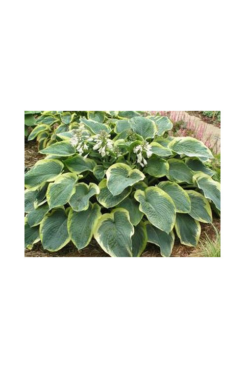 Funkia 'American Halo' Hosta