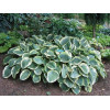 Funkia 'American Halo' Hosta