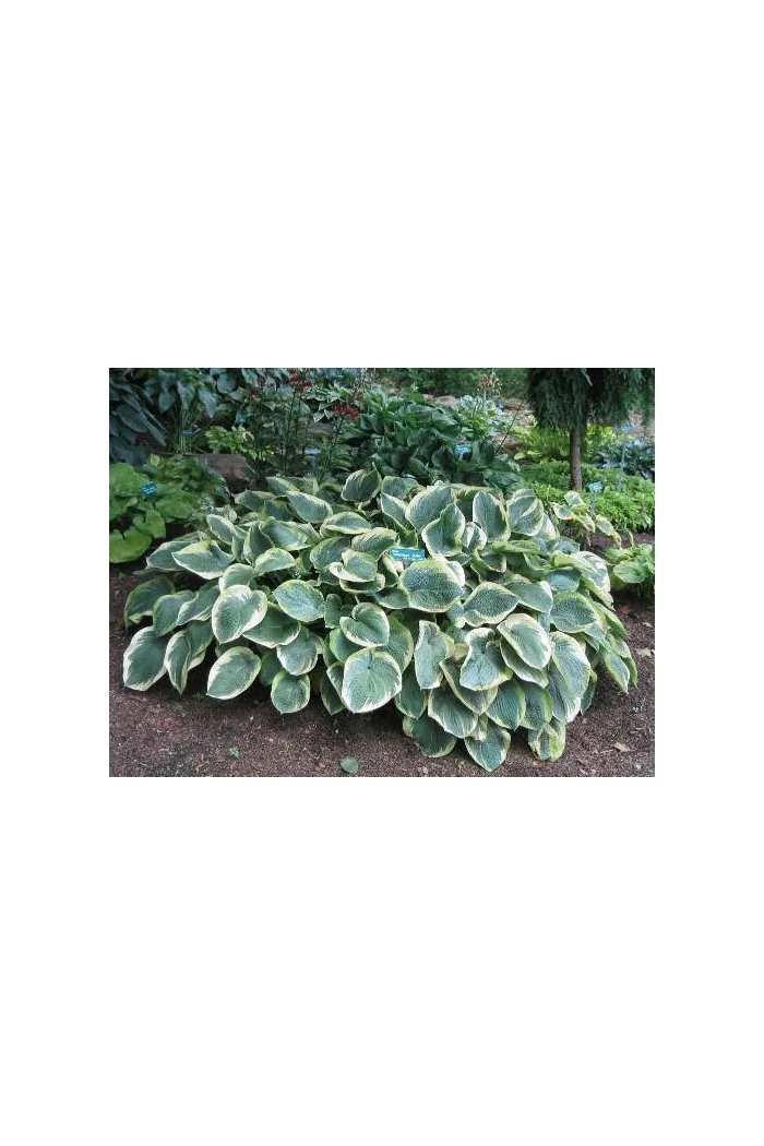 Funkia 'American Halo' Hosta