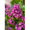 Floks wiechowaty 'Flame Pink ' | Phlox panniculata