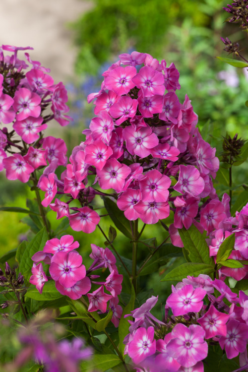 Floks wiechowaty 'Flame Pink ' | Phlox panniculata