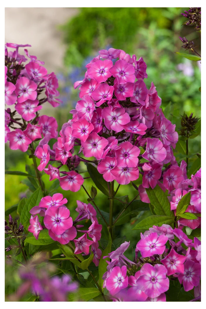 Floks wiechowaty 'Flame Pink ' | Phlox panniculata
