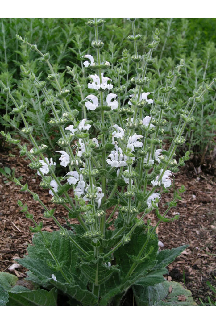 Szałwia srebrzysta | Salvia argentea