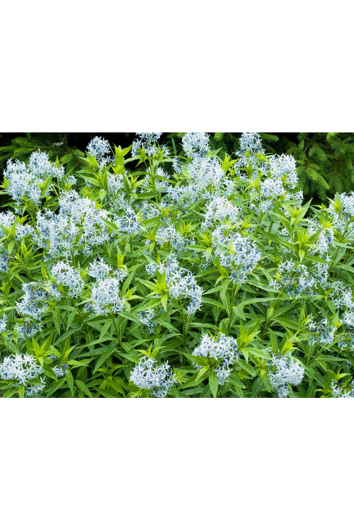 Amsonia 'Blue Ice' | Amsonia