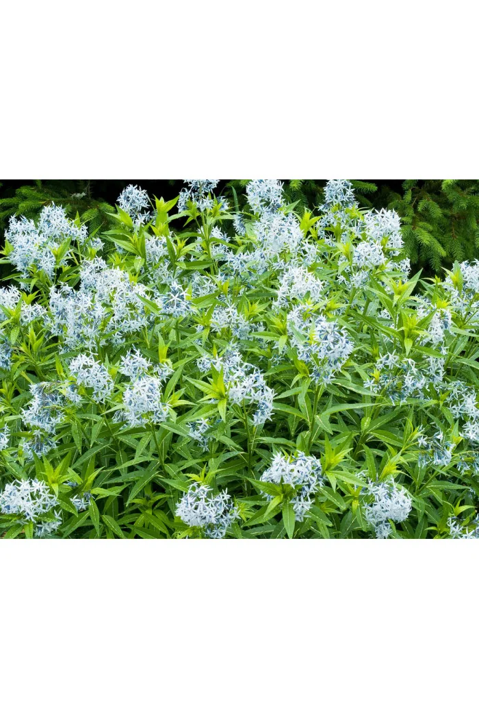 Amsonia 'Blue Ice' | Amsonia
