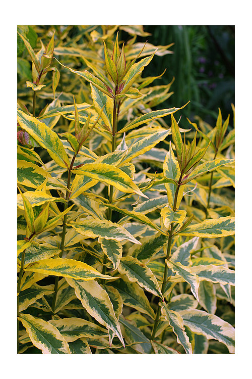 Floks wiechowaty 'Warsaw Sunrise' | Phlox panniculata