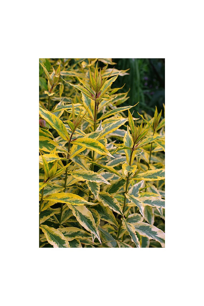 Floks wiechowaty 'Warsaw Sunrise' | Phlox panniculata