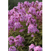 Floks wiechowaty 'Warsaw Sunrise' | Phlox panniculata
