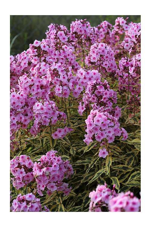 Floks wiechowaty 'Warsaw Sunrise' | Phlox panniculata