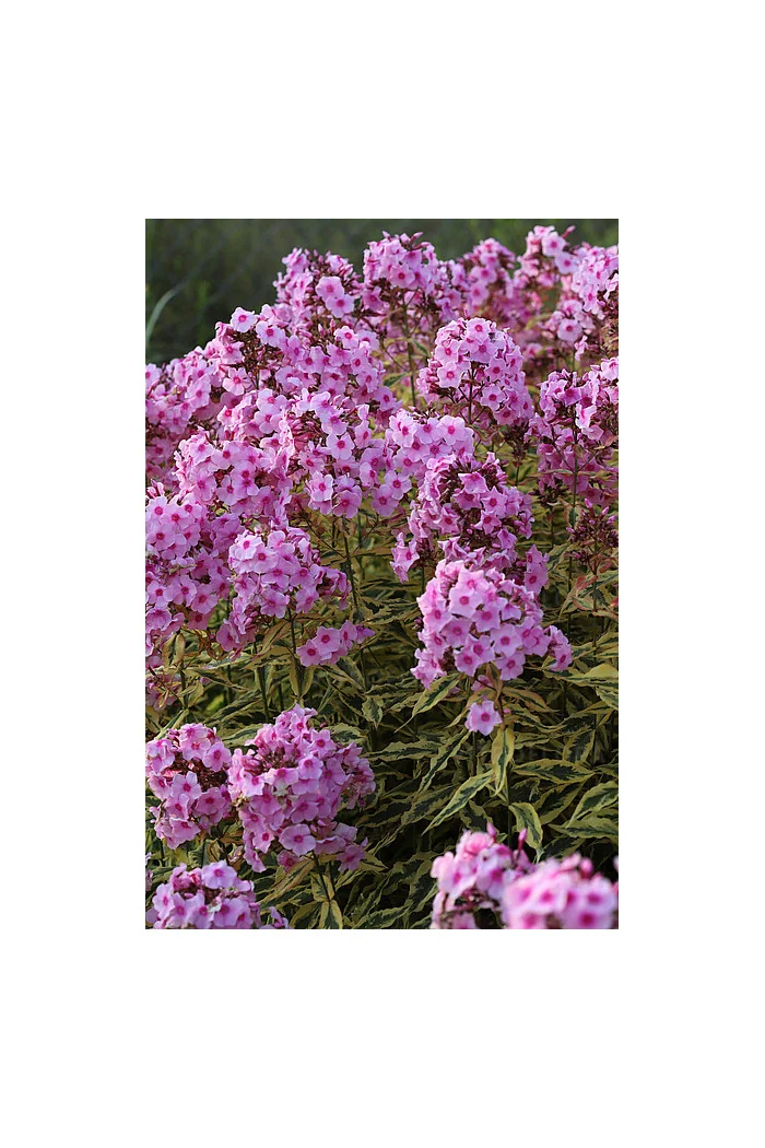 Floks wiechowaty 'Warsaw Sunrise' | Phlox panniculata