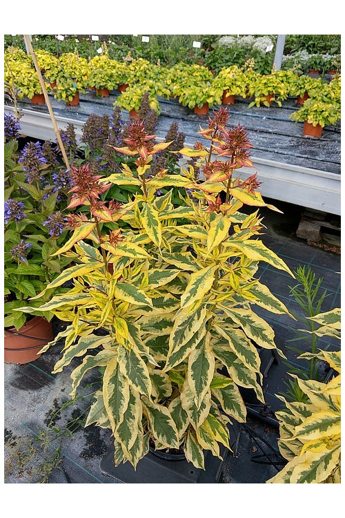 Floks wiechowaty 'Warsaw Sunrise' | Phlox panniculata