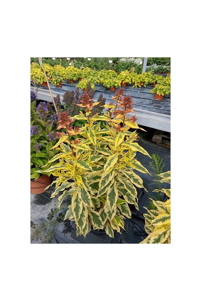 Floks wiechowaty 'Warsaw Sunrise' | Phlox panniculata