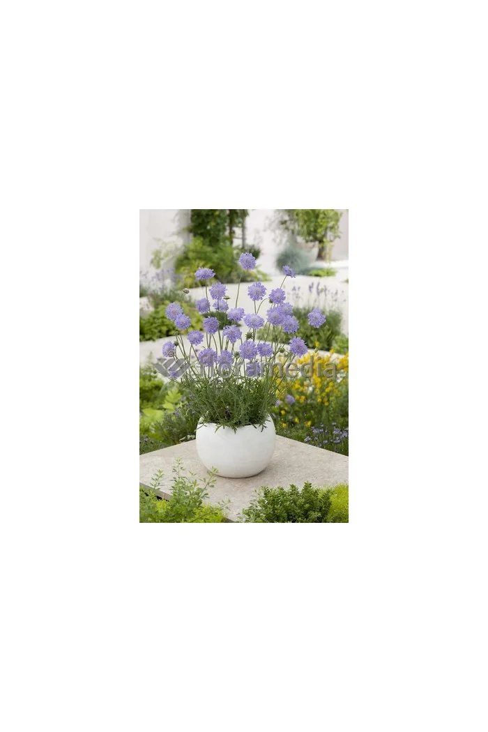 Driakiew 'Blue Note' Scabiosa