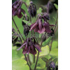 Orlik 'Ruby Port' Aquilegia