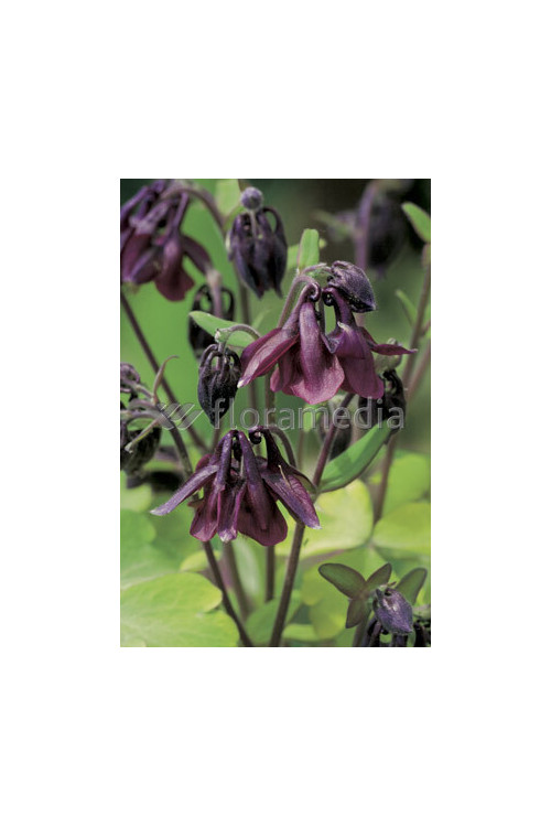 Orlik 'Ruby Port' Aquilegia