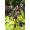 Orlik 'Ruby Port' Aquilegia