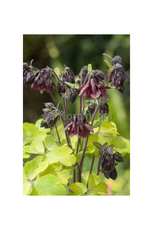 Orlik 'Ruby Port' Aquilegia