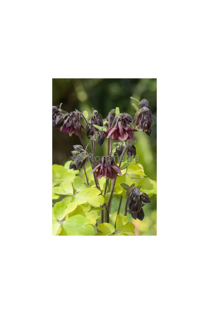 Orlik 'Ruby Port' Aquilegia