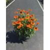 Jeżówka 'Lakota Orange' | Echinacea