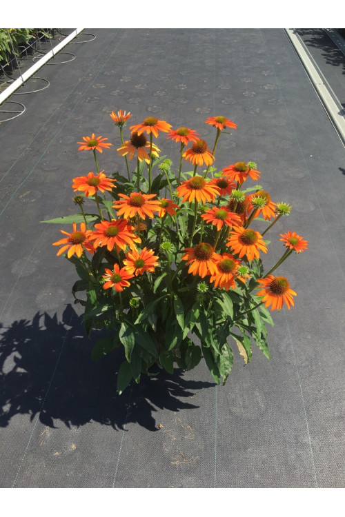 Jeżówka 'Lakota Orange' | Echinacea