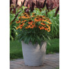Jeżówka 'Lakota Orange' | Echinacea