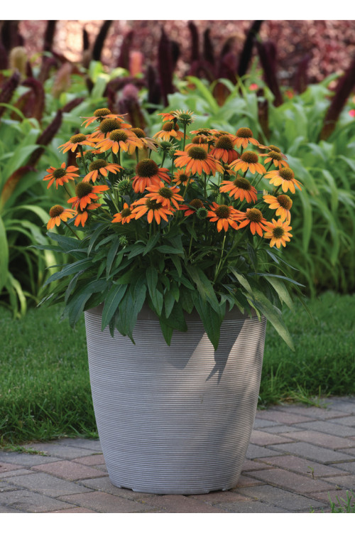 Jeżówka 'Lakota Orange' | Echinacea