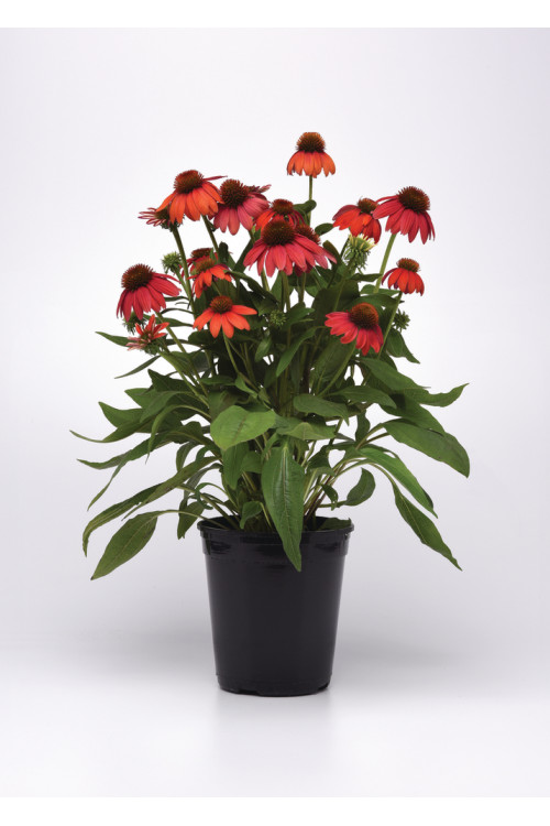 Jeżówka 'Lakota Orange' | Echinacea